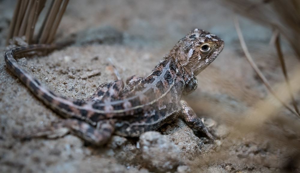 Una lagartija sin orejas que se creía extinta aparece tras 50 años