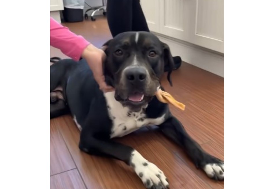Cachorro encontró su final feliz tras ser adoptado y devuelto en solo dos días