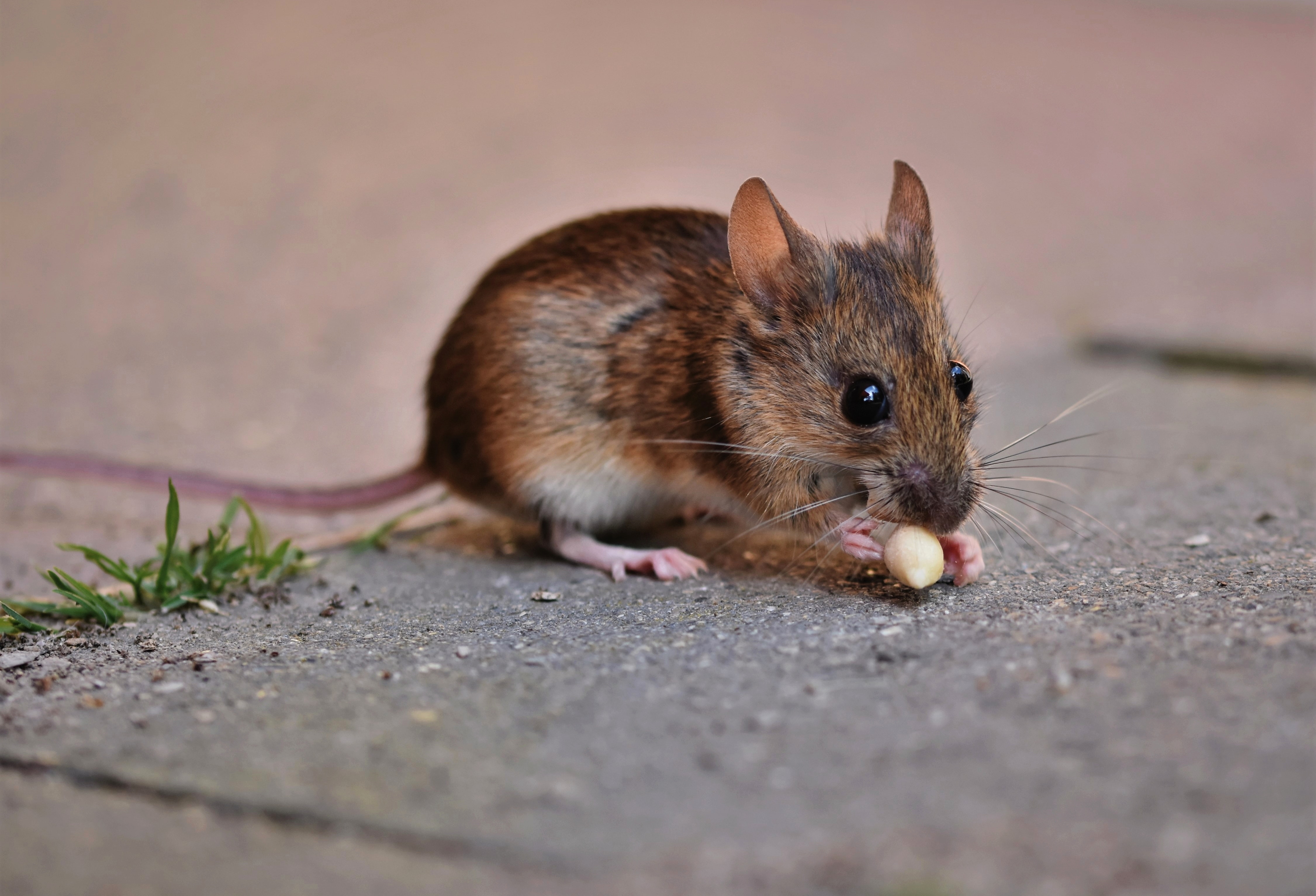 Científicos presentaron el atlas más grande hasta ahora del cerebro de un ratón