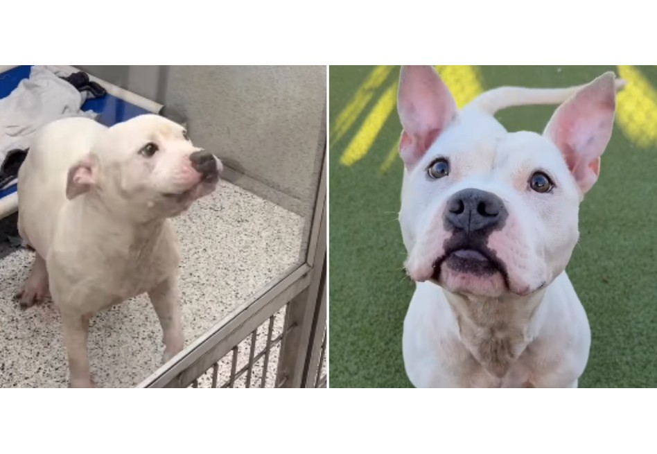 La transformación de Brutus: de sufrir el encierro a disfrutar una nueva vida