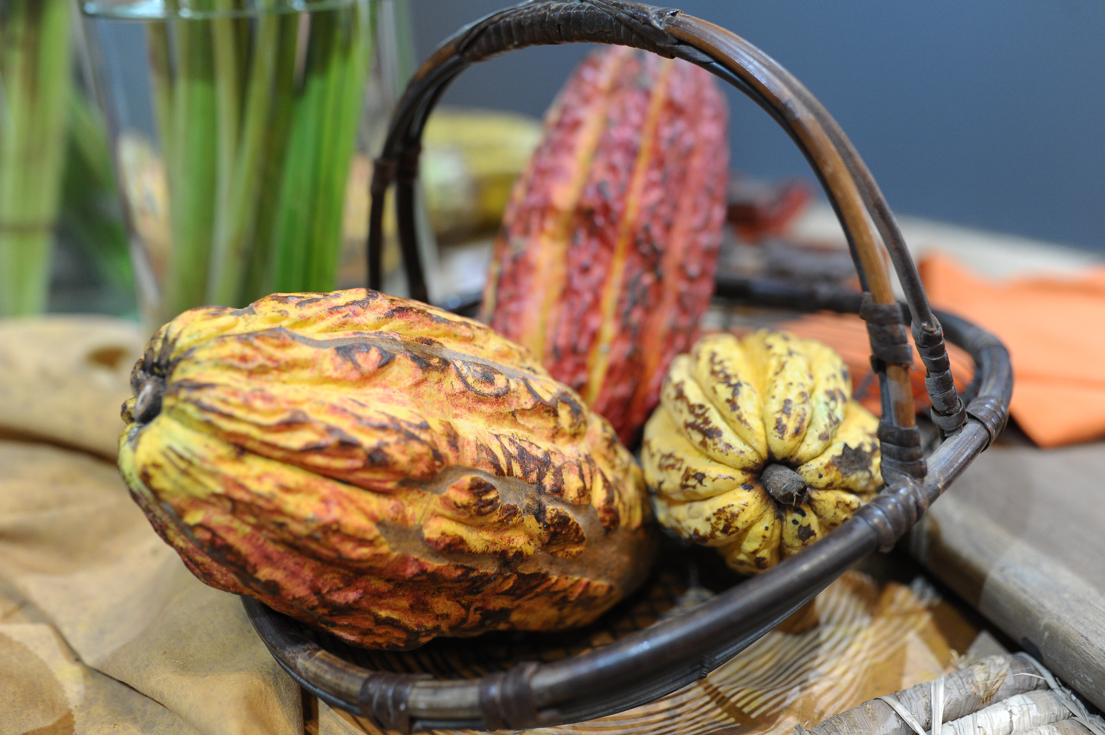Lanzamiento de libro Behind Cacao, de mujeres cacaoteras de Nariño