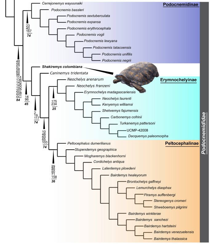 Según los investigadores, esta especie ocupaba una posición clave en el árbol evolutivo de este grupo, como puede ver en la siguiente imagen.