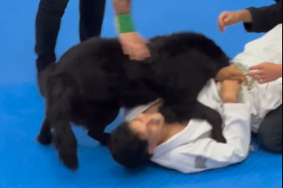 En video: captan a perro ayudando a su dueño durante torneo de jiu-jitsu