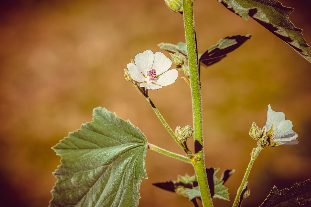 malvavisco también contiene otros componentes activos, como aceites esenciales, asparagina, pectina, fitoesteroles y enzimas, los cuales han sido utilizados por las personas a lo largo del tiempo para aprovechar sus ventajas.