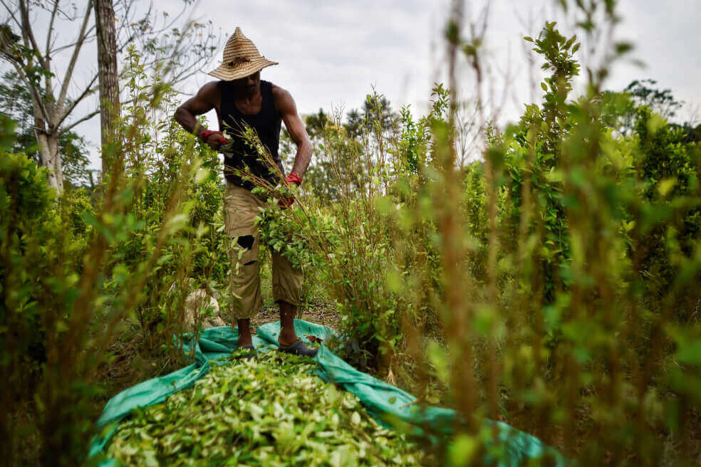 En imágenes: los venezolanos que terminaron trabajando en narcocultivos