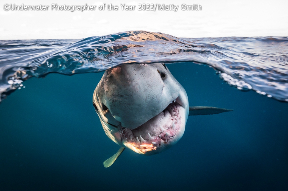 Galería: los increíbles ganadores del concurso de fotografía submarina 2022