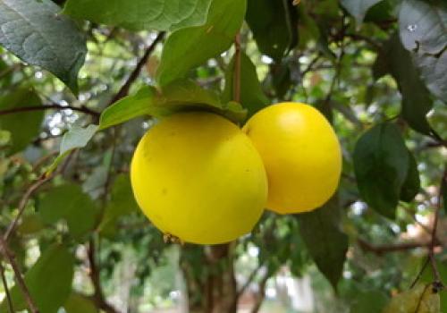 ¿Para qué sirve el arazá? La fruta amazónica que conquista paladares