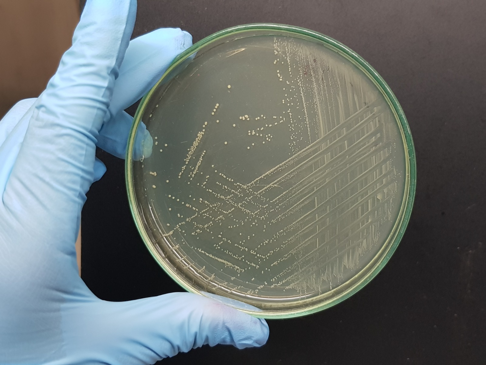 Entre el equipo de Vidarium había, entre otros, biólogos, nutricionistas, químicos, bacteriólogos y científicos de datos.