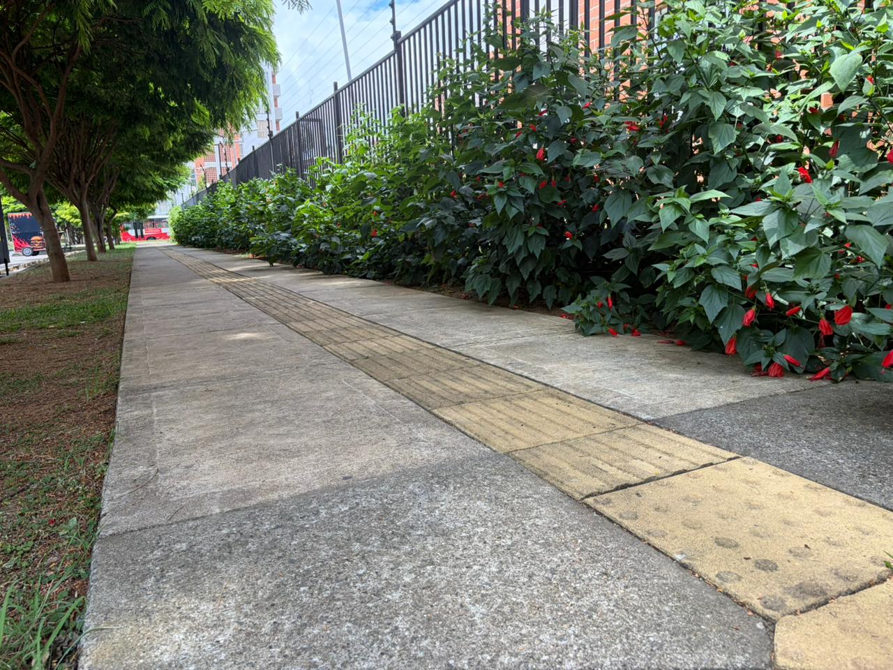 Las losetas podo táctiles buscan orientar el desplazamiento de personas con discapacidad visual. Pero en Cali, la falta de continuidad en algunos tramos y los obstáculos sobre los andenes pueden interrumpir los recorridos.