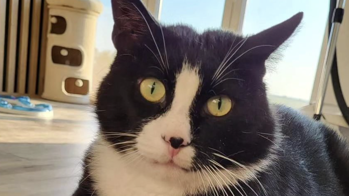 “La Kim Kardashian del mundo de los gatos”: dejó las calles para disfrutar de un hogar