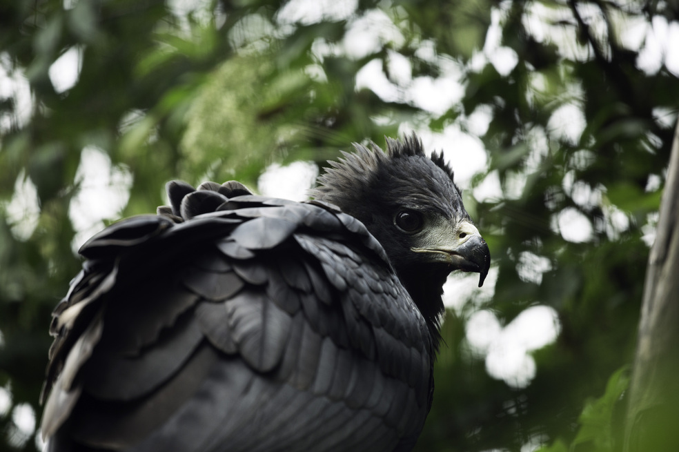 El águila solitaria: los peligros de desconocer un animal que podría desaparecer en Colombia