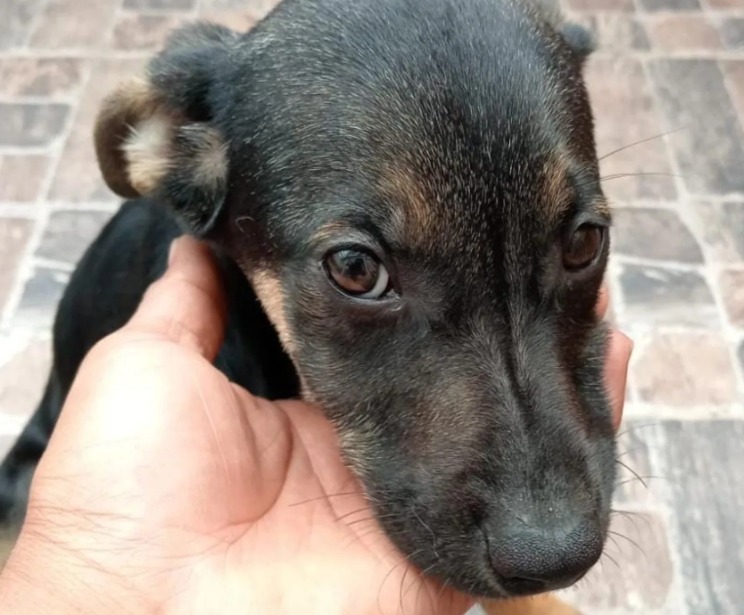“Estamos muy tristes”: fundación organizó voluntariado con perros y nadie asistió