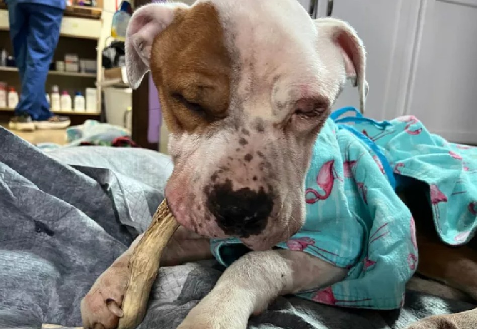 El 28 de mayo, la Oficina del Sheriff anunció que Lindsay Meelan, de 36 años y residente de Clark Mills, fue identificada como responsable del estado del perro.
