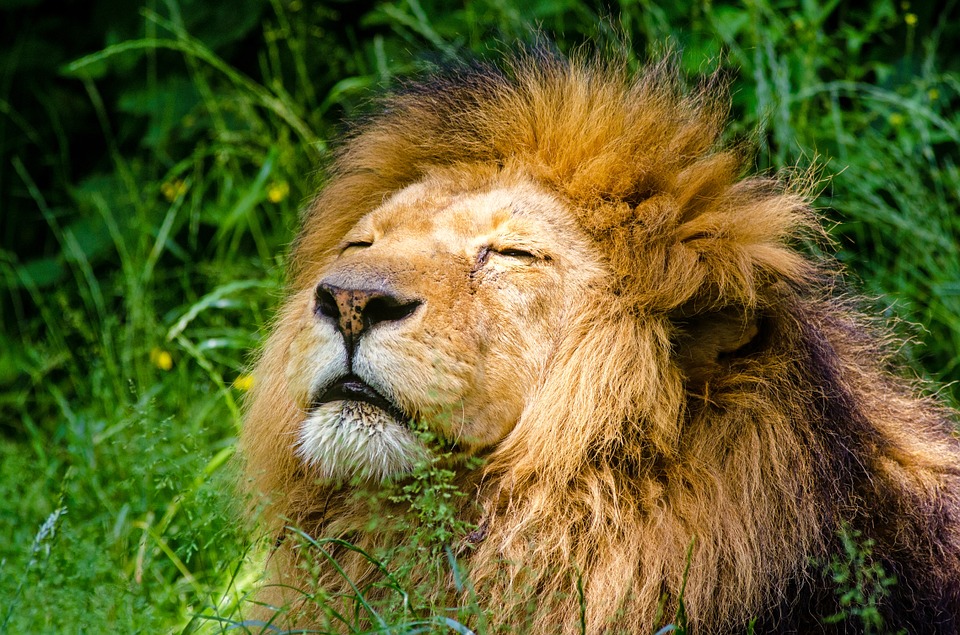 Cinco de las mejores escenas animales de la BBC