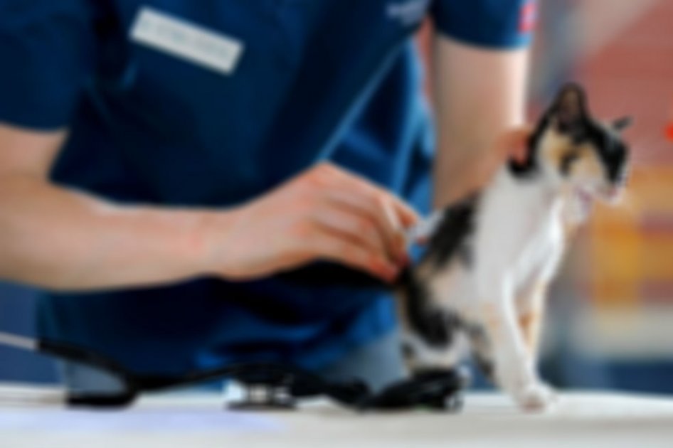 Maltratar animales para robar veterinarias, nueva modalidad de hurto en Bogotá