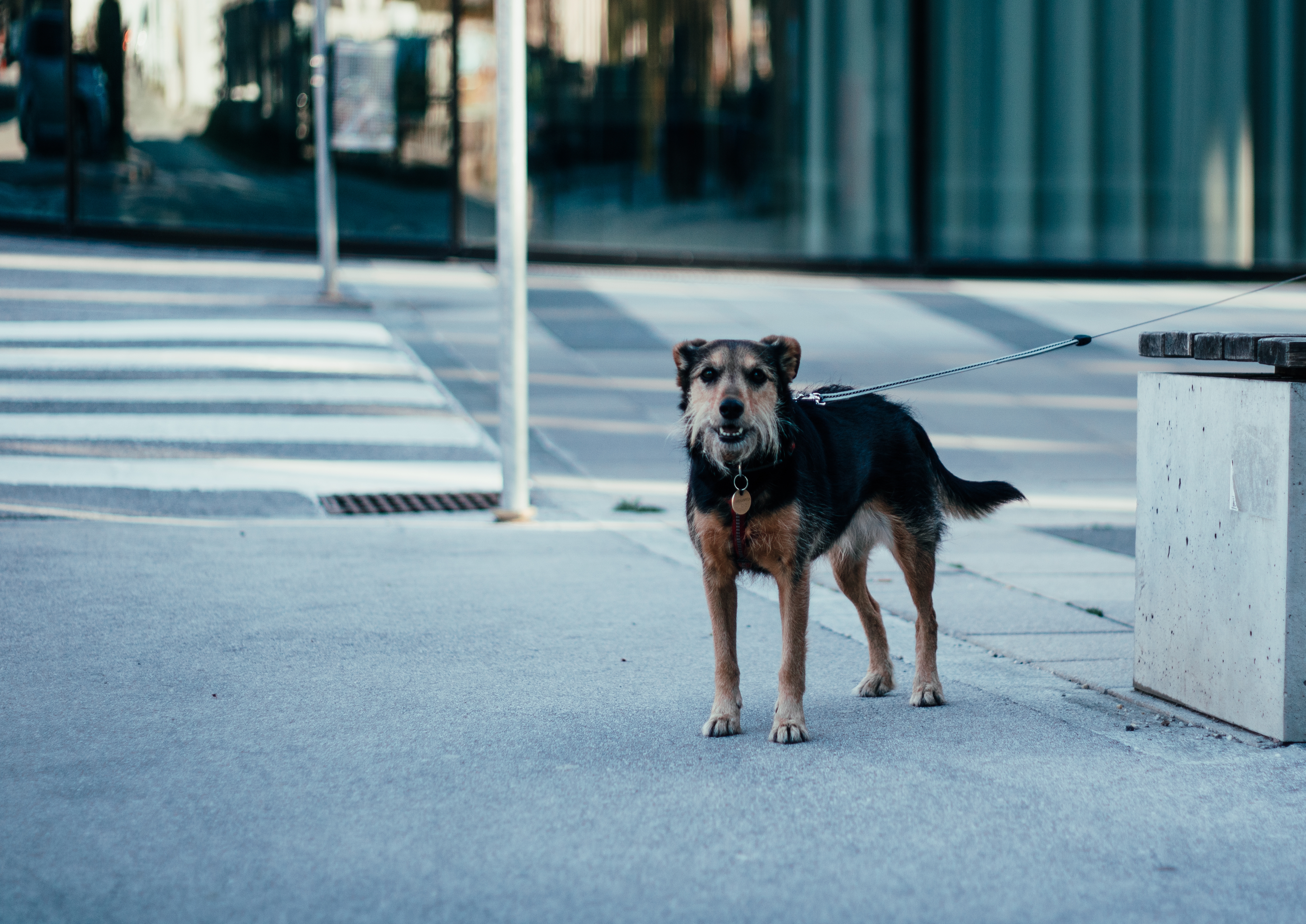 A lonely black and brown street dog standing next to a bench during daytime