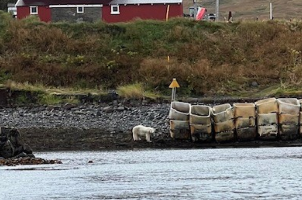 Policía de Islandia le dispara a un oso polar tras considerarlo un “peligro”