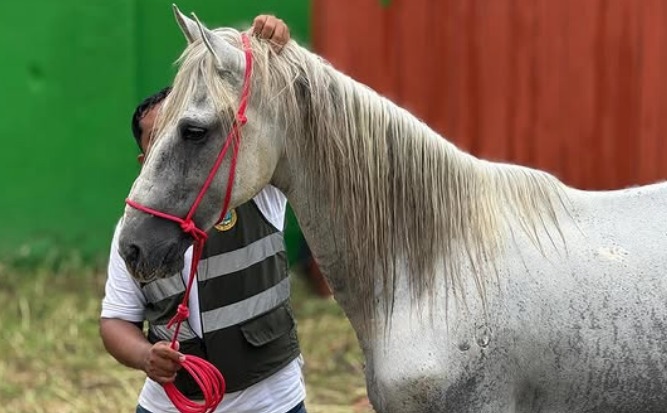 Indignación en Cartagena por agresión a caballo cochero: autoridades lo rescataron