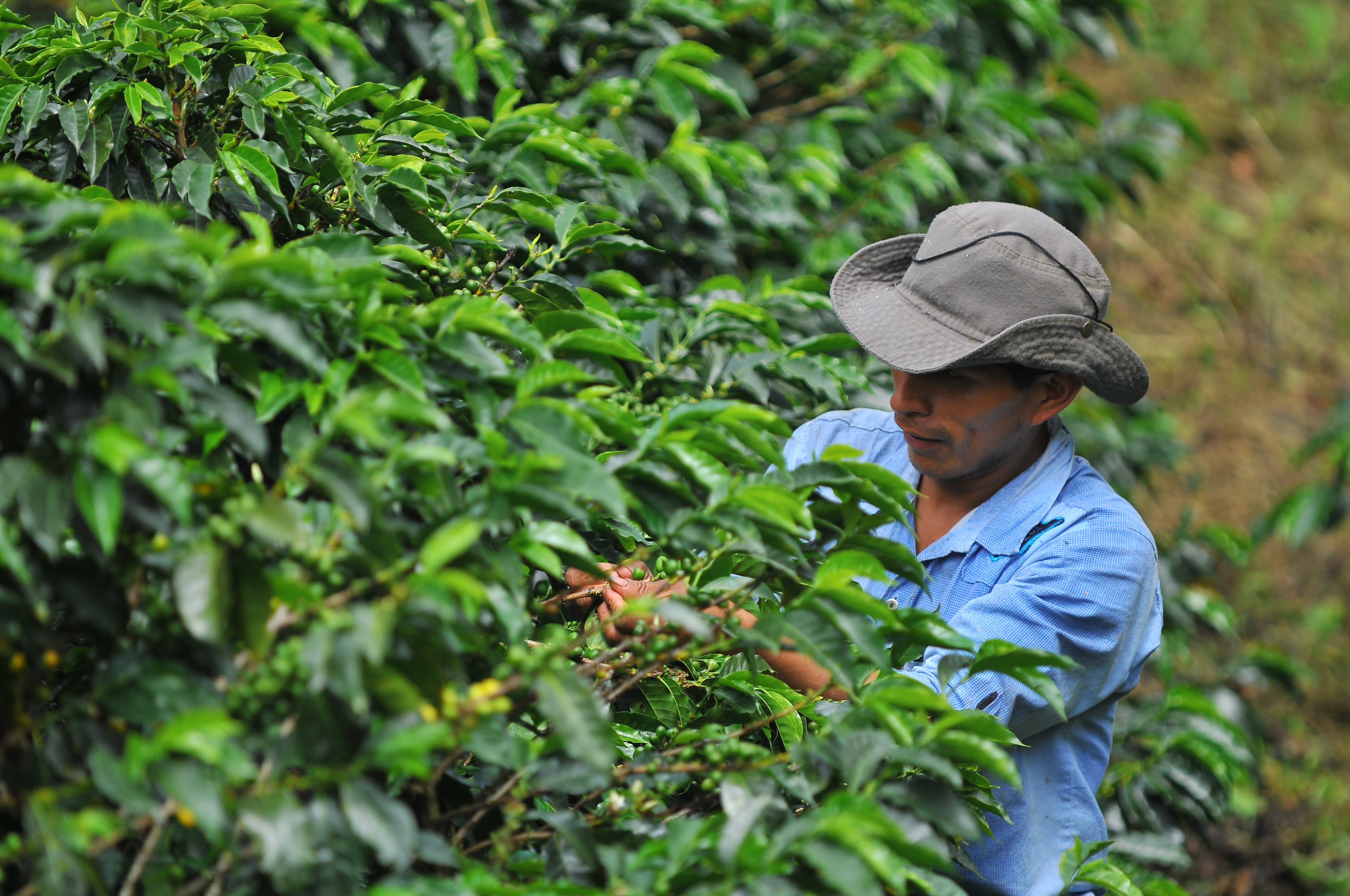 El café colombiano cerró mayo con un positivo balance en sus exportaciones