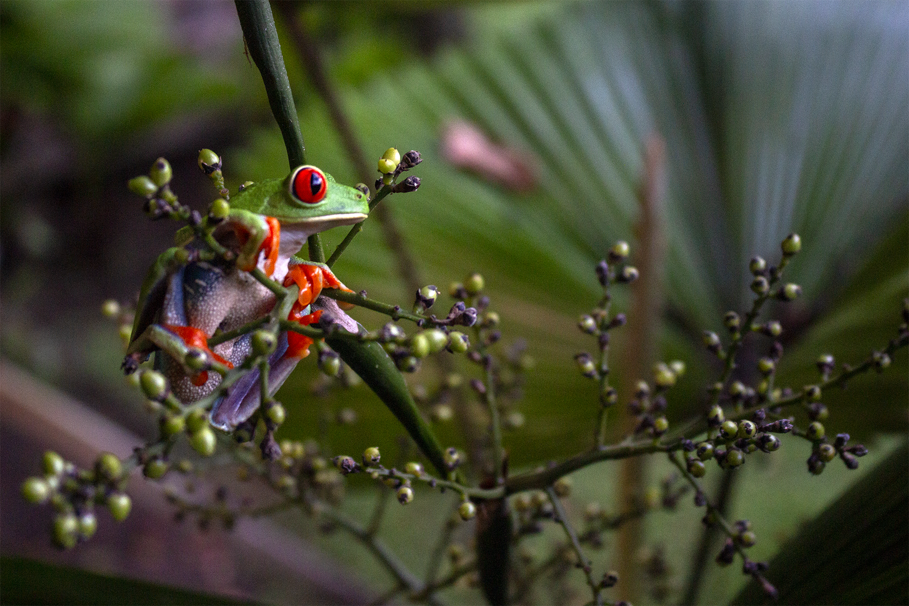 Turismo sostenible: las lecciones de Costa Rica que Colombia busca replicar