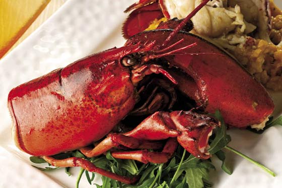 Langosta de Maine