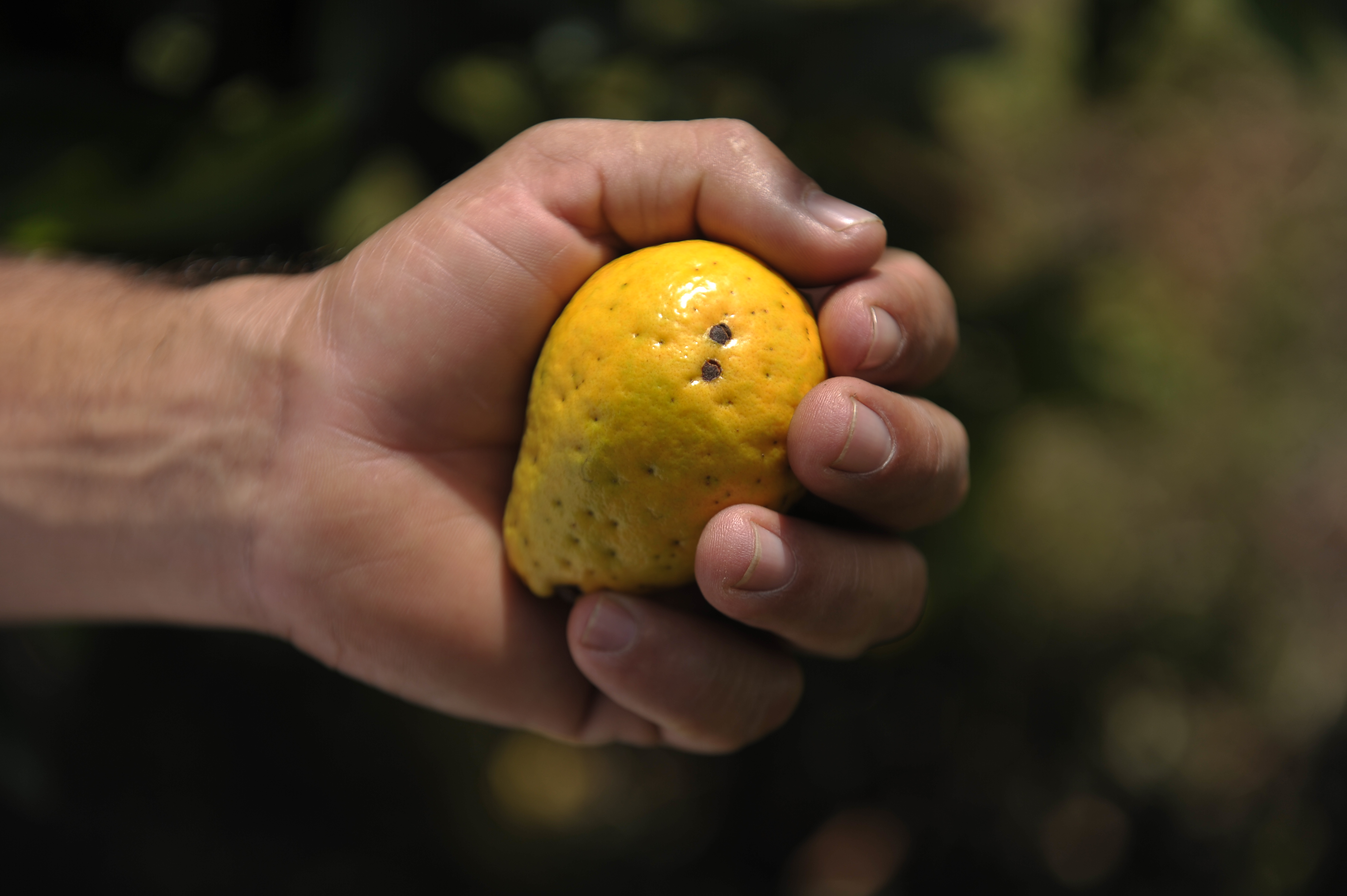 ¿Qué puede sembrar junto a la guayaba? El secreto para que sus plantas estén mejor cuidadas
