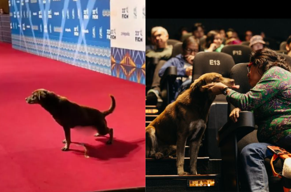 Cácaro, un perrito callejero que se coló a un festival de cine, ahora tiene hogar