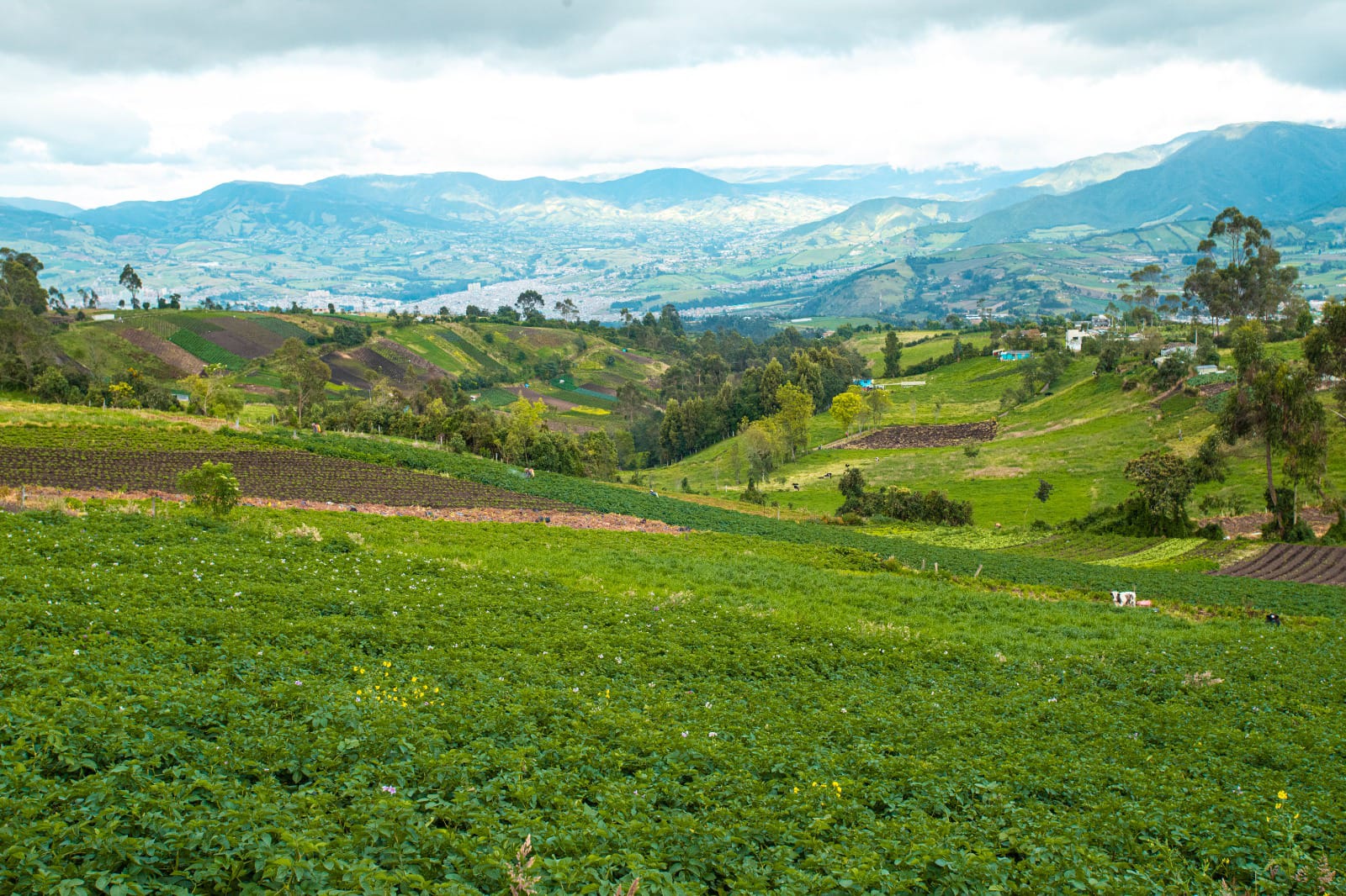 Colombia enfrenta el resurgimiento de La Niña: así afectaría a los cultivos