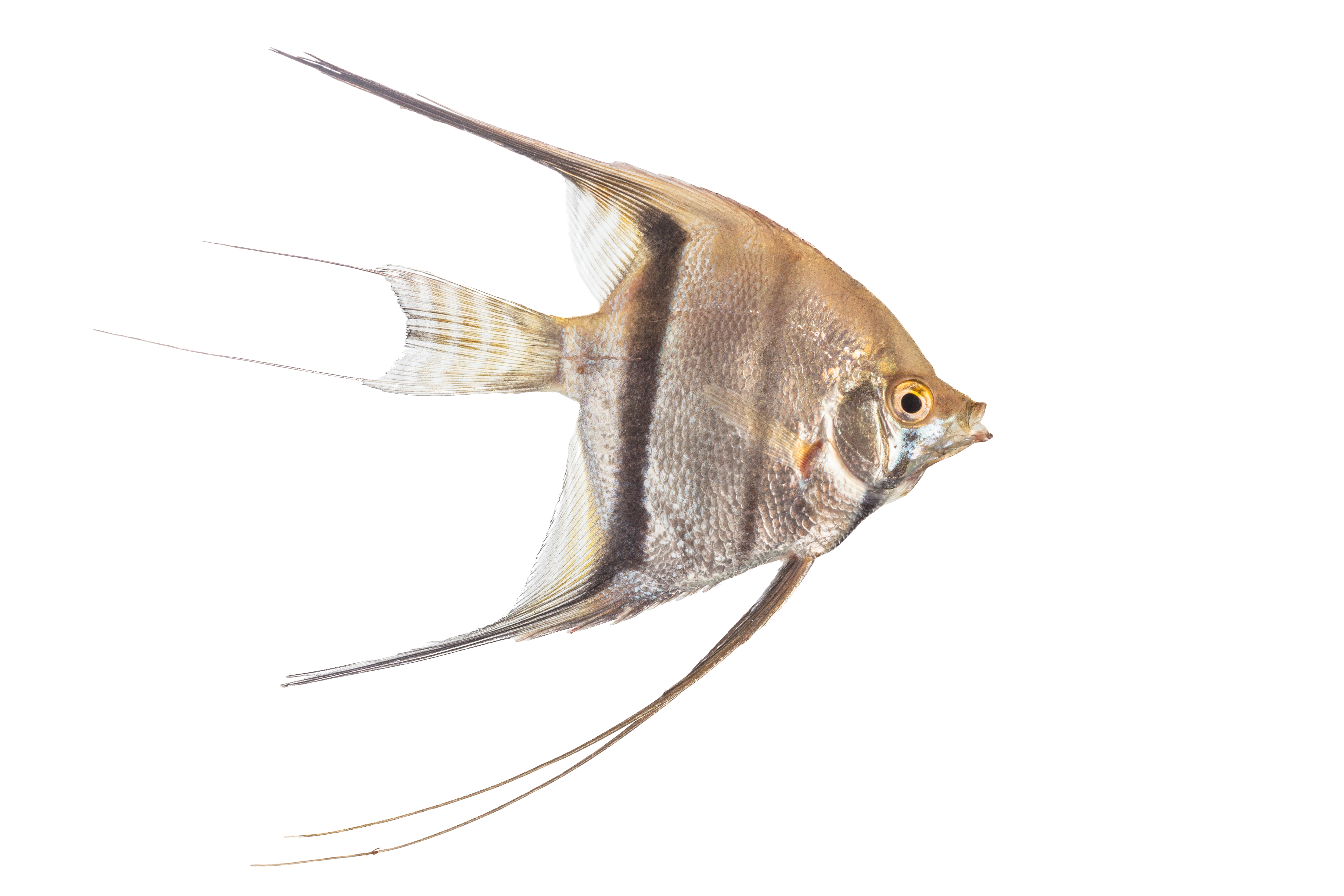 Siete de cada diez peces de agua dulce de Colombia están en la región Amazónica