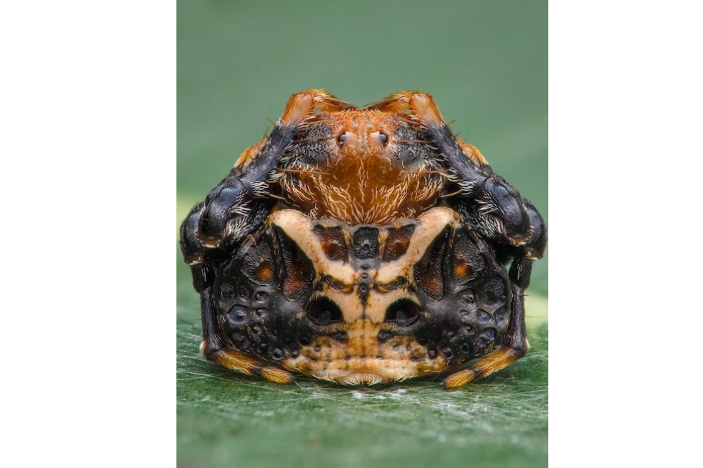 Fotografía de una especie de araña pequeña (Arkys curtulus) que se encuentra en Australia. Esta, en particular, fue tomada en un parque de conservación de Brisbane.