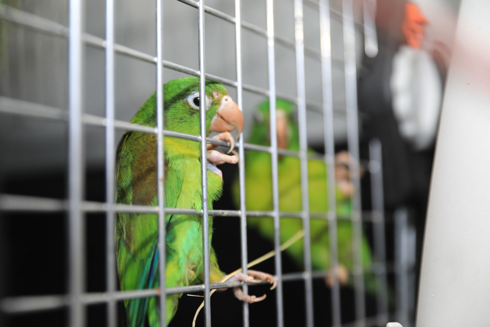 Este año 400 animales silvestres han sido rescatados por la CAR