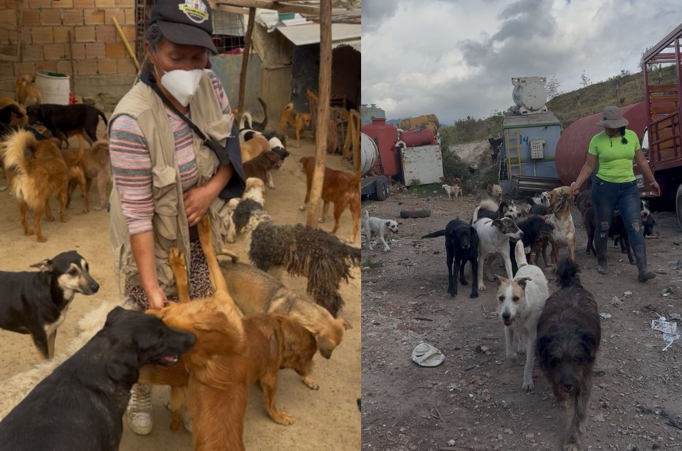 Únase a las jornadas solidarias que beneficiarán a perros rescatados en Bogotá