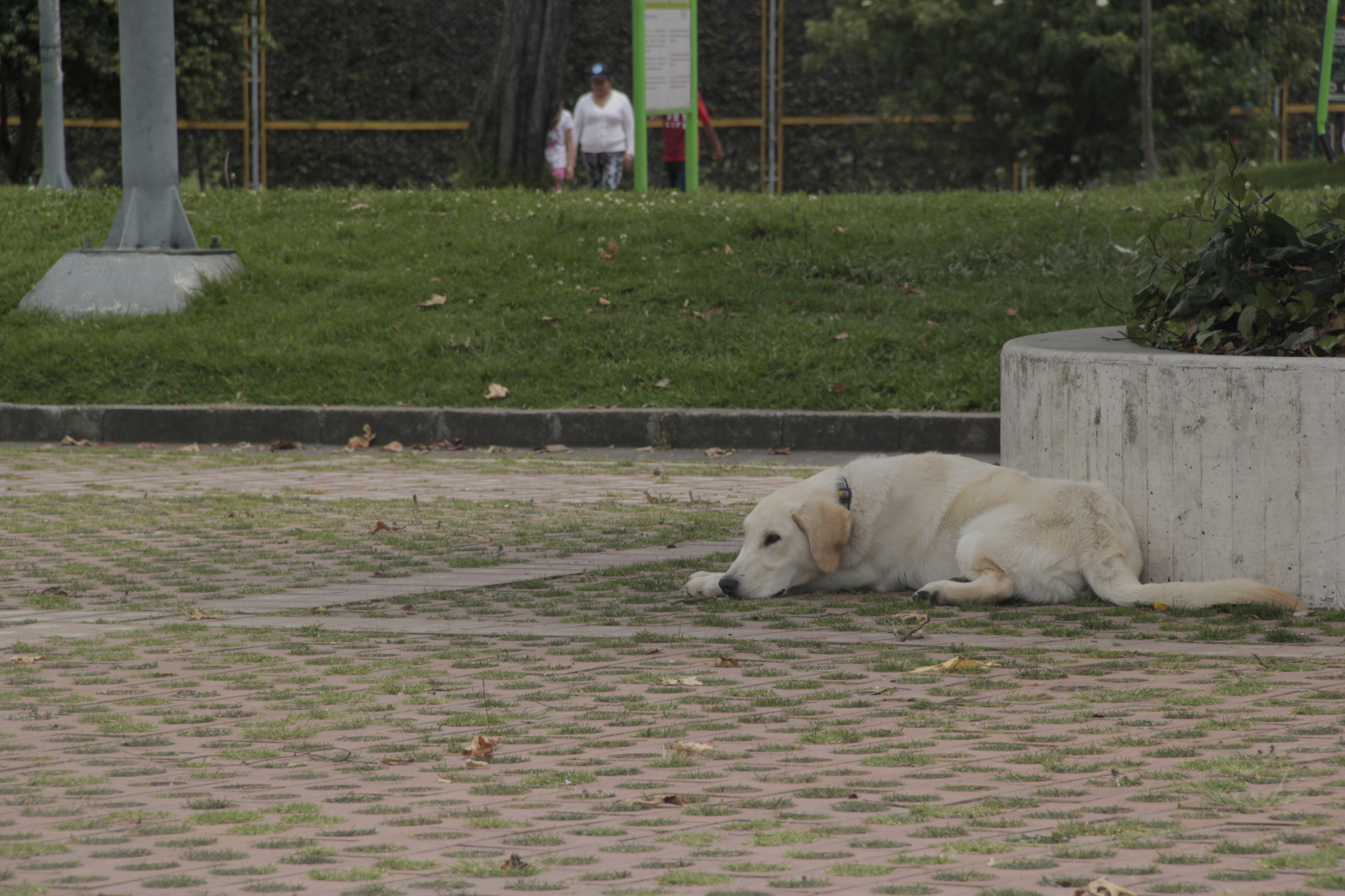 Noticiero 15/30: ¿Cómo prevenir enfermedades de las mascotas en épocas de lluvias?