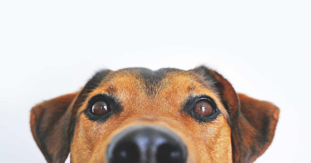 ¿Qué significa soñar con excremento de perro?