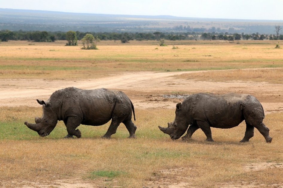 Las reservas naturales no han podido salvar la vida silvestre
