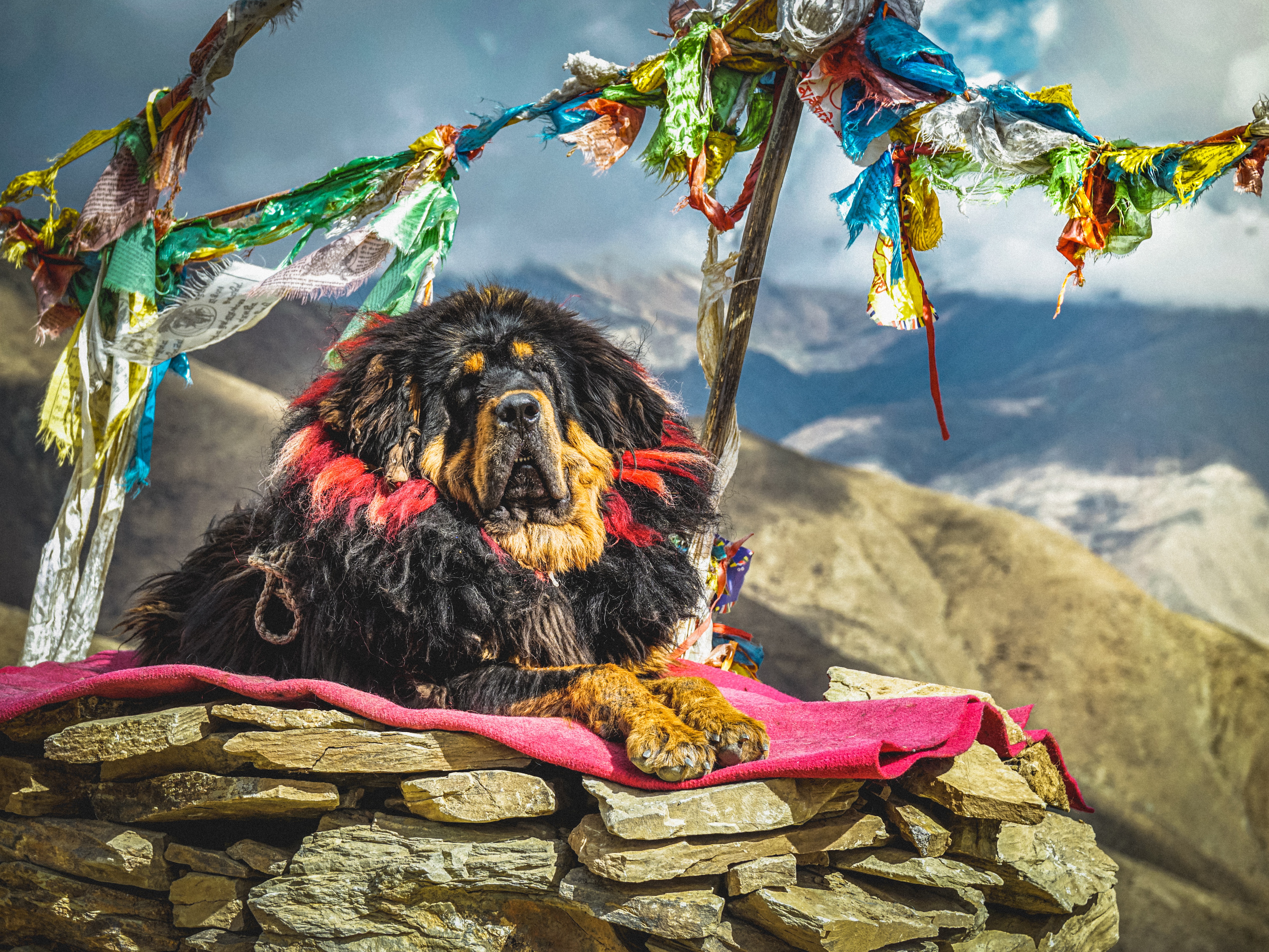Cuál es la mejor raza de perro guardián