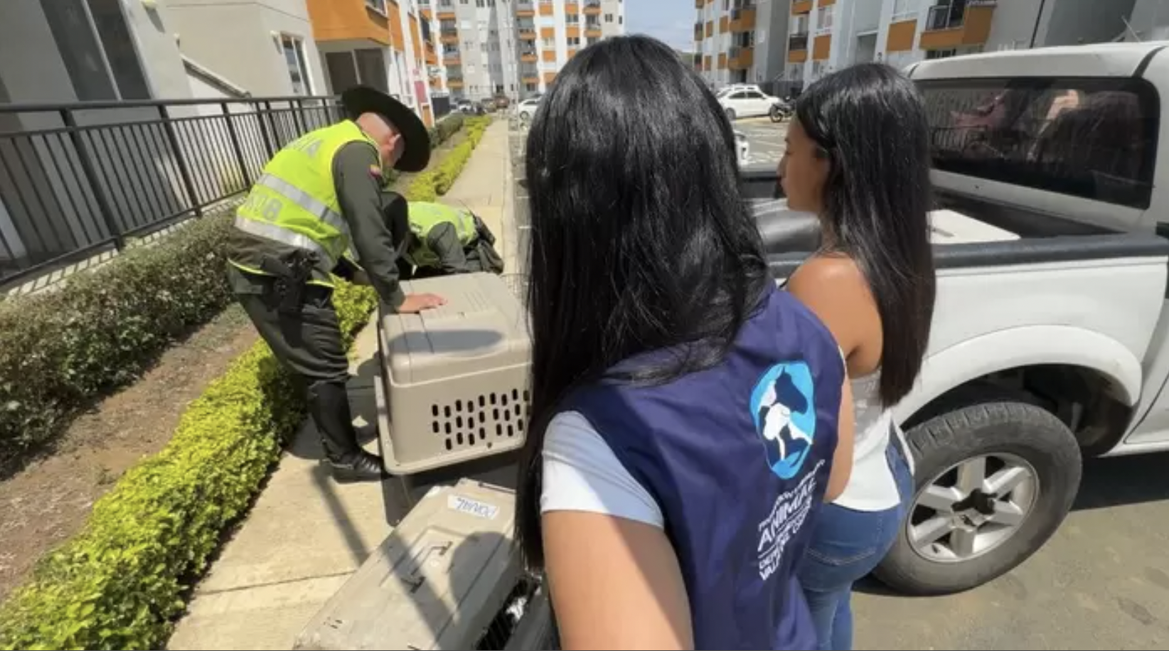 “Defendemos la vida”: Gobernación del Valle del Cauca a raíz del caso de la perra Kiara