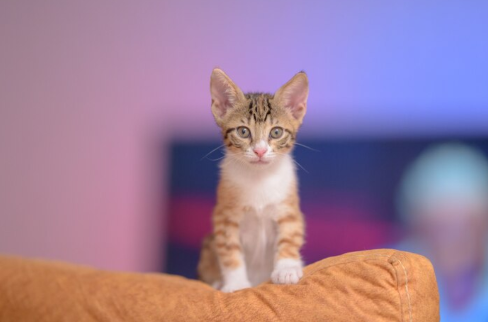Si su gato tiene estas edades, no debería dejarlo solo en casa
