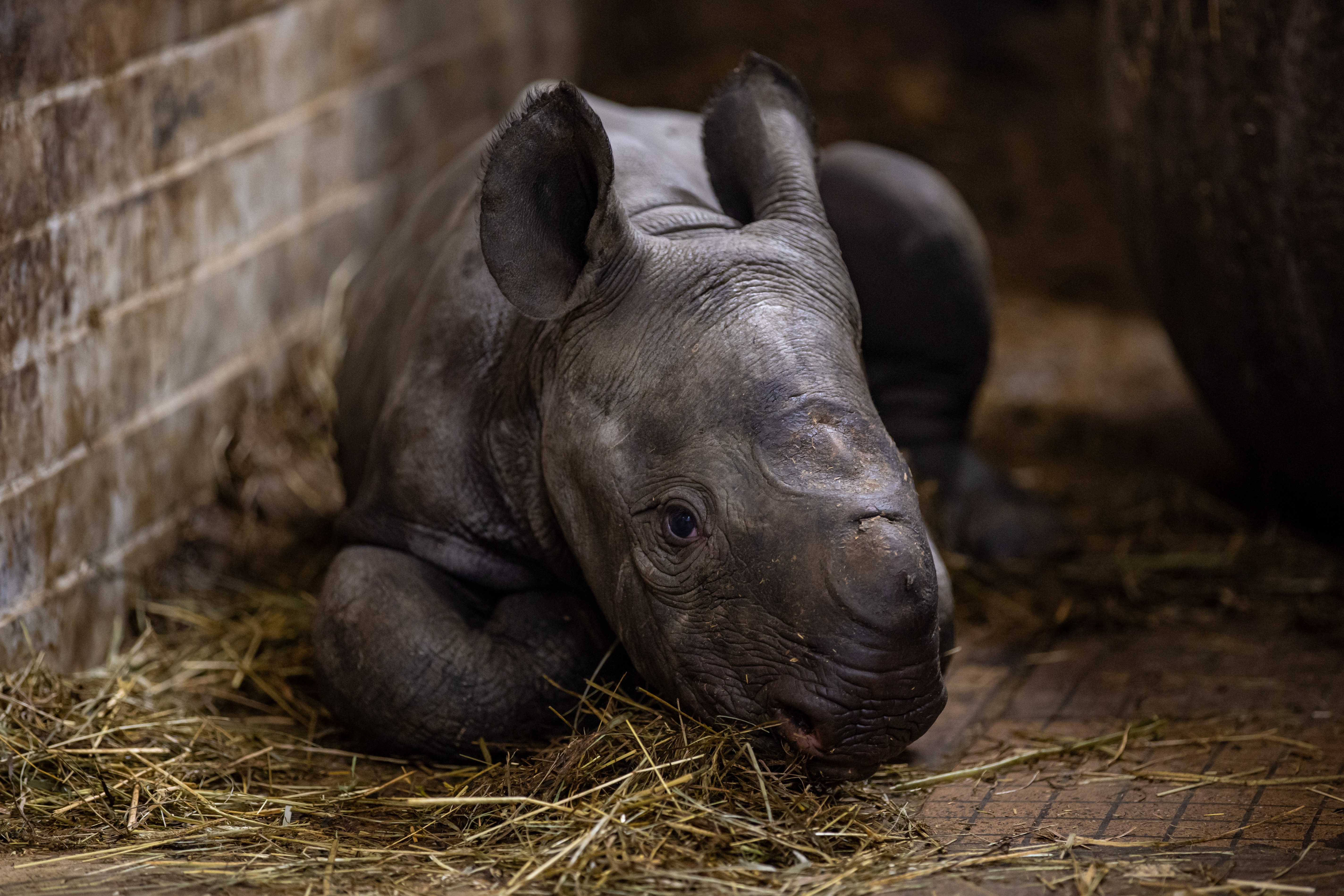 Dvur Kralove Nad Labem (Czech Republic), 13/03/2023.- A ten-day-old male eastern black rhinoceros (Diceros bicornis michaeli) calf named Magash inside its enclosure at the Safari Park in Dvur Kralove nad Labem, Czech Republic, 14 March 2023. The rhino species is listed as critically endangered. (República Checa) EFE/EPA/MARTIN DIVISEK