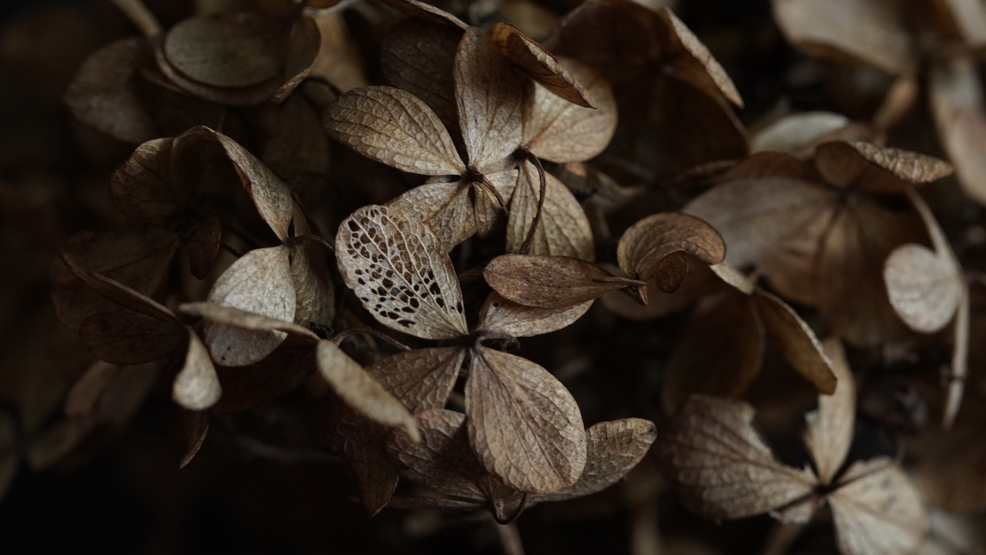 Estrés en las plantas: cómo identificar sus señales y cómo evitarlo