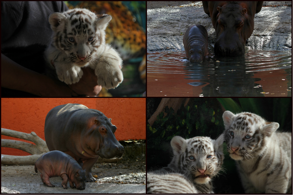 Imágenes de la hipopótamo y los tigres que nacieron en zoológico de México