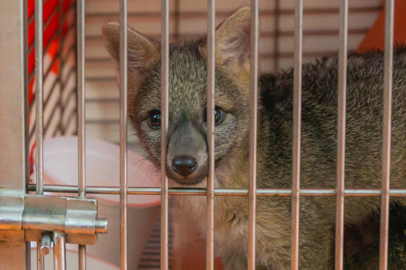 CAR lanzó alerta por atropellamiento de fauna: estos son los corredores más críticos