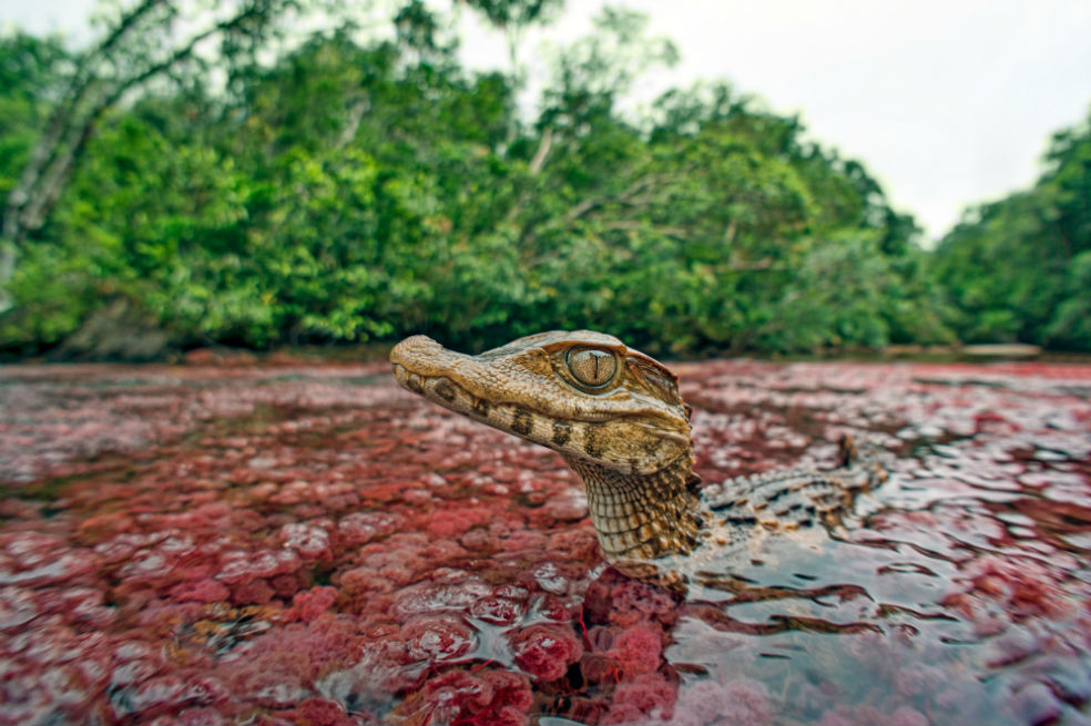 La primera gran expedición para descubrir la fauna de Caño Cristales