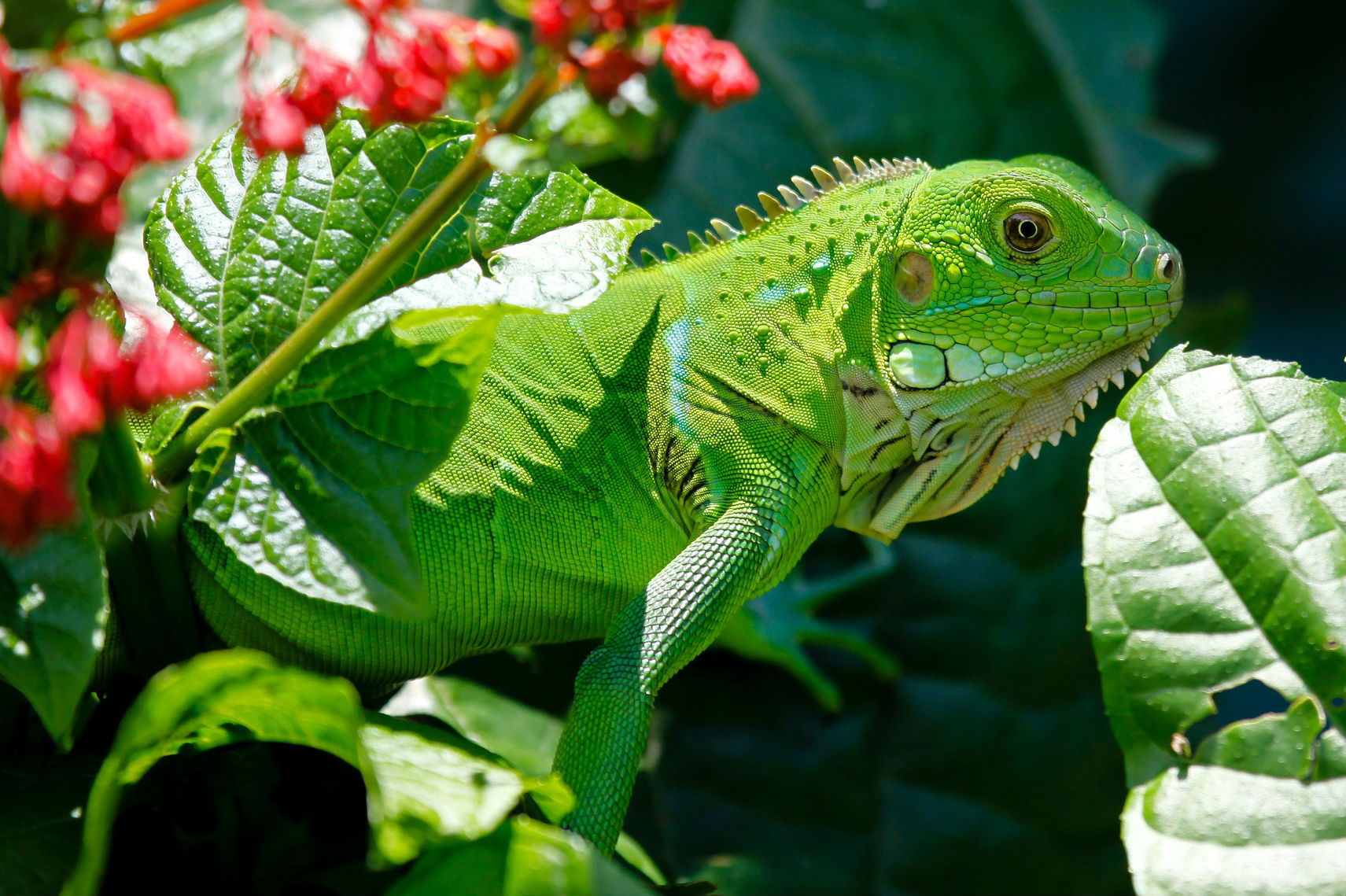 Llueven iguanas congeladas en Florida
