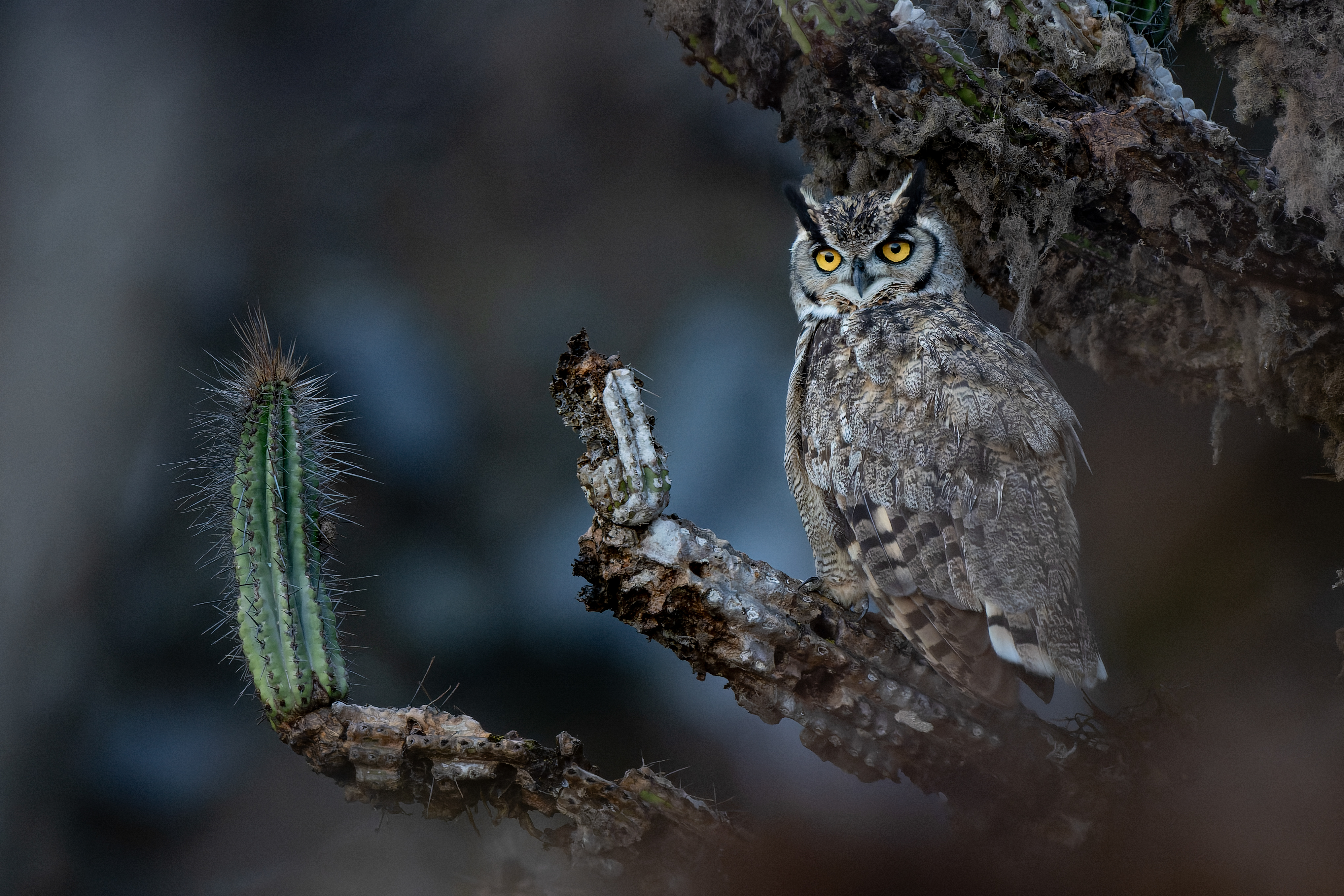Las mejores imágenes de los Premios de Fotografía de Aves de Audubon 2026