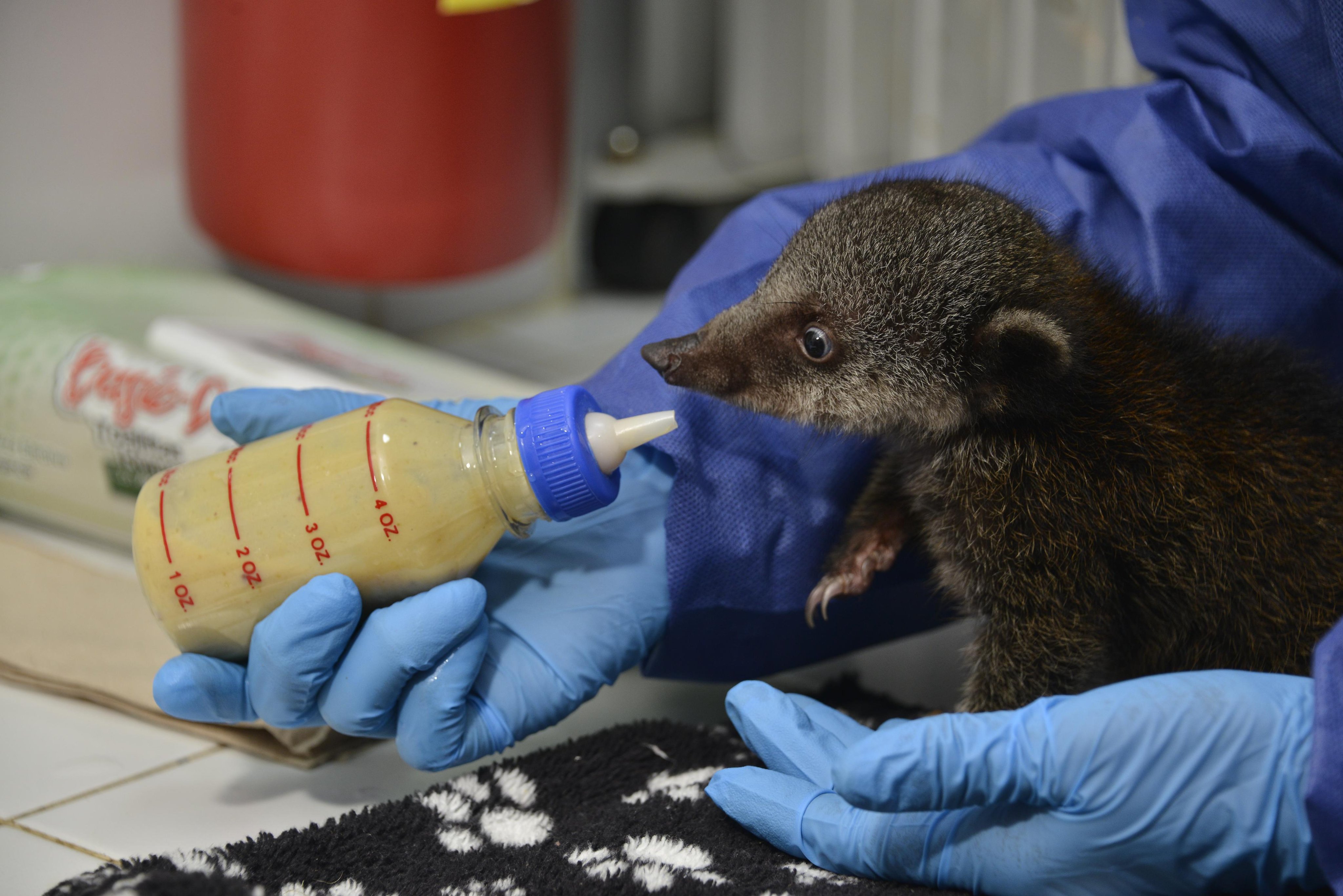 Autoridades ambientales atendieron más de 39 mil animales silvestres en 2024