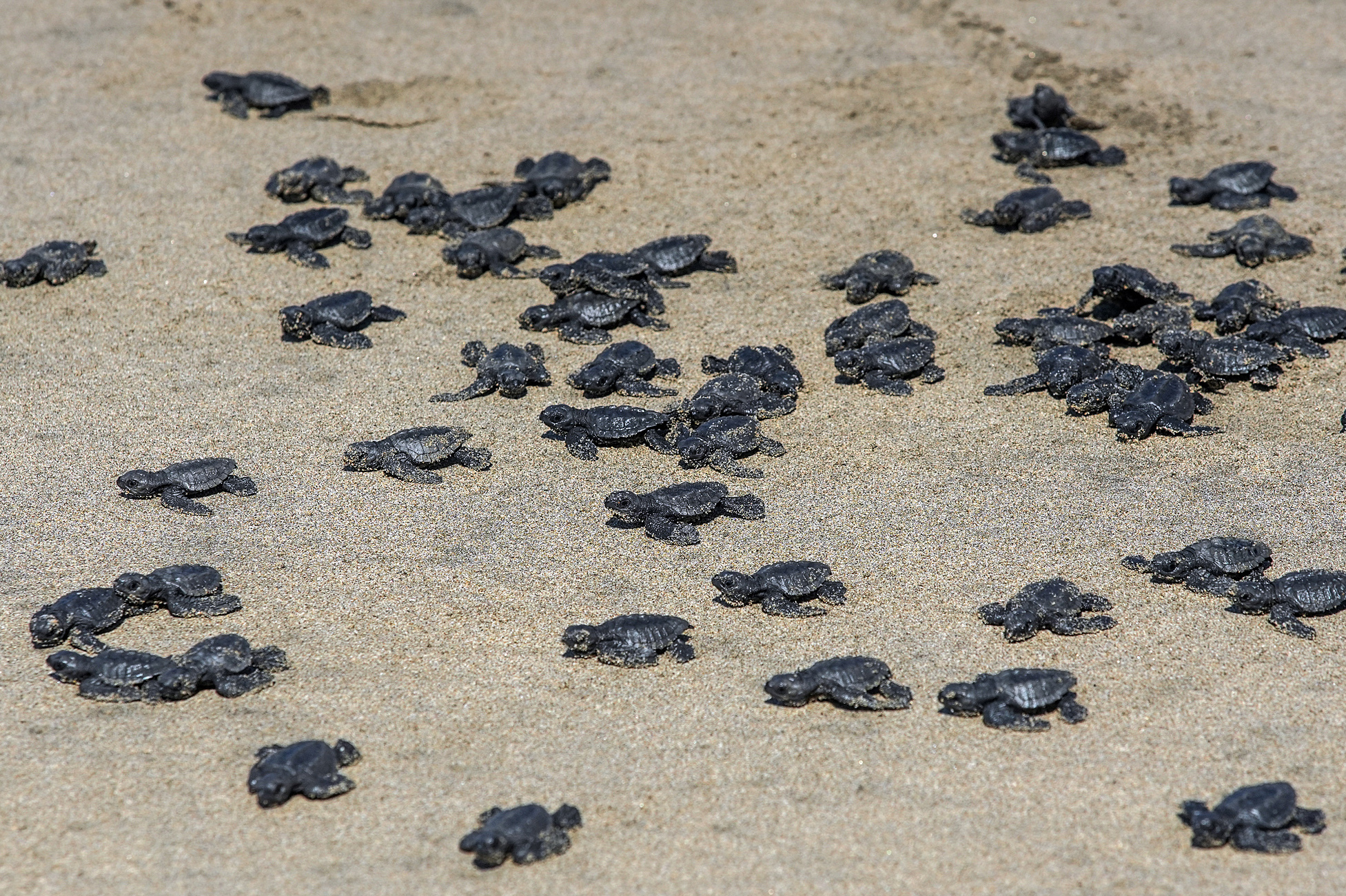 El festival turístico que impulsó la liberación de 750 tortugas en Acapulco