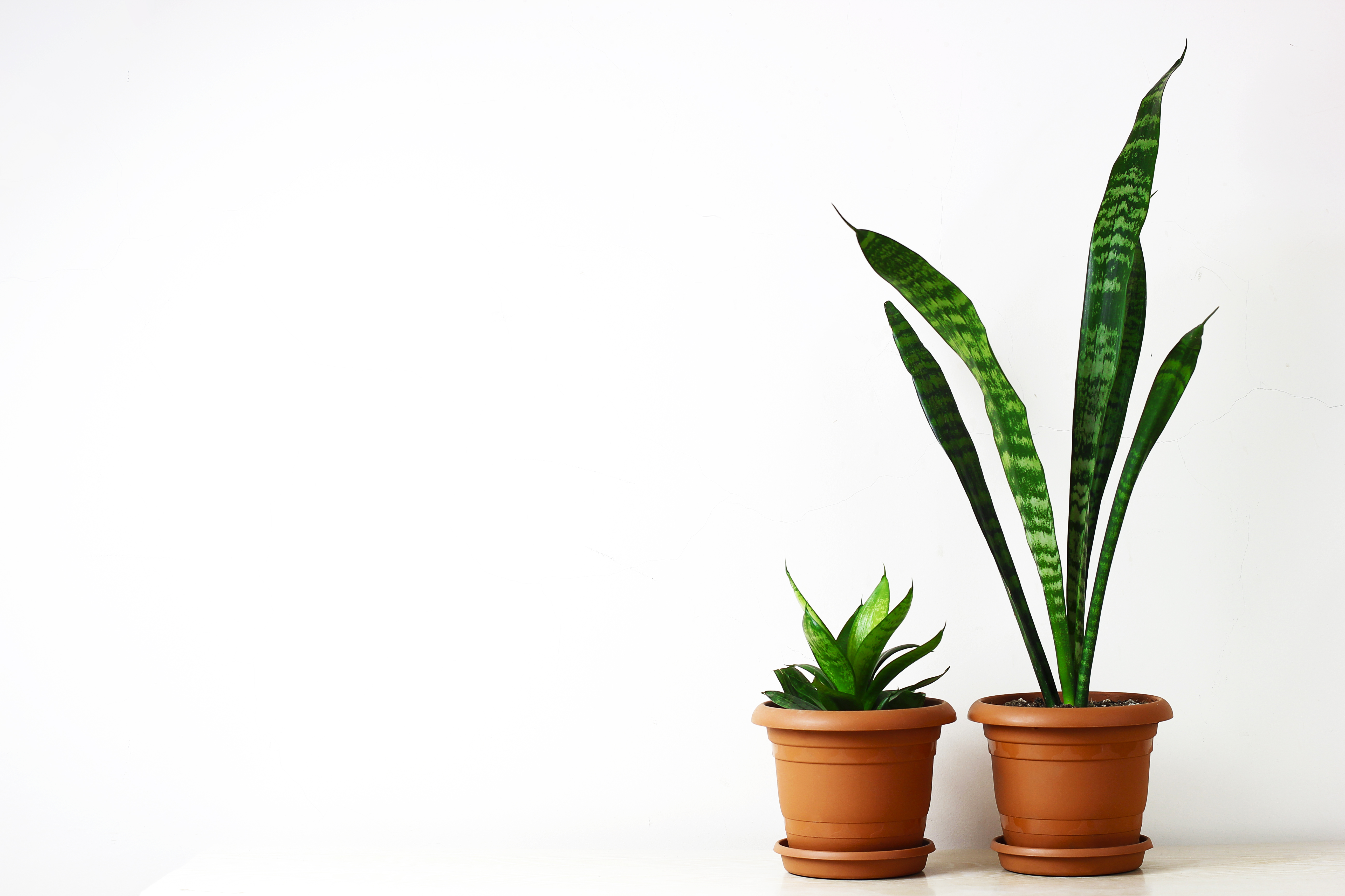 cuando el material vegetal presenta etiolación severa, manifestada por tallos completamente postrados incapaces de mantener posición vertical, la recomendación técnica es descartar estas plantas