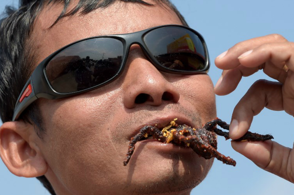 Tarántulas, víctimas de la deforestación y de la gastronomía en Camboya
