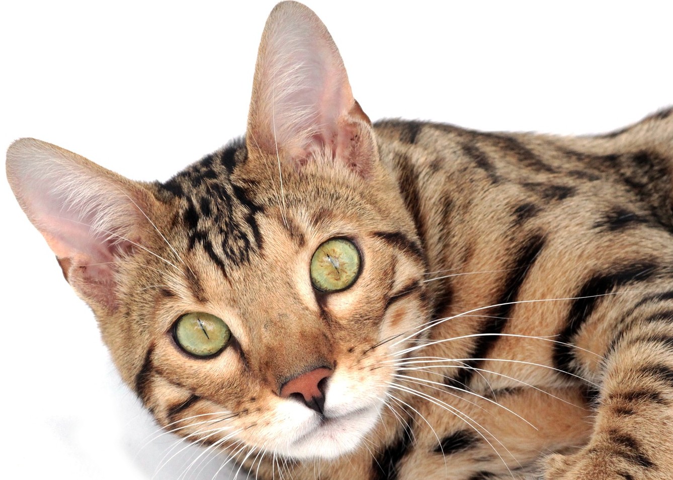 ¿Cuáles son las razas de gatos más bellas?